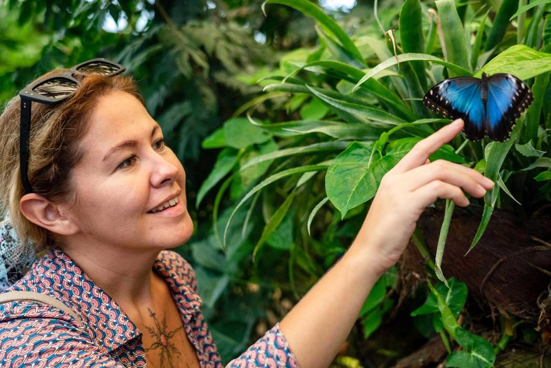 A blue morpho butterfly on a leaf beside a visitor inside the Butterfly Conservatory