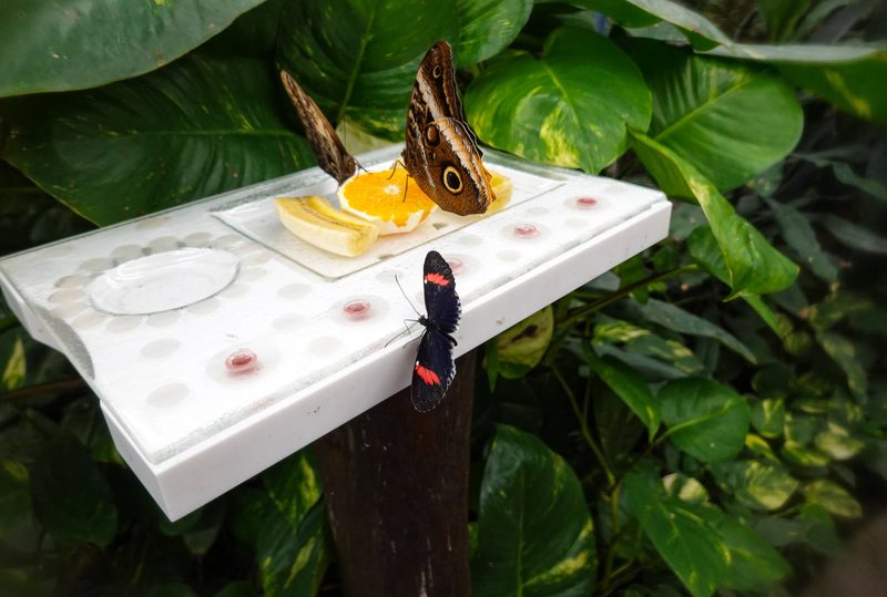 A newly emerged butterfly on the puparium tray at the Butterfly Conservatory