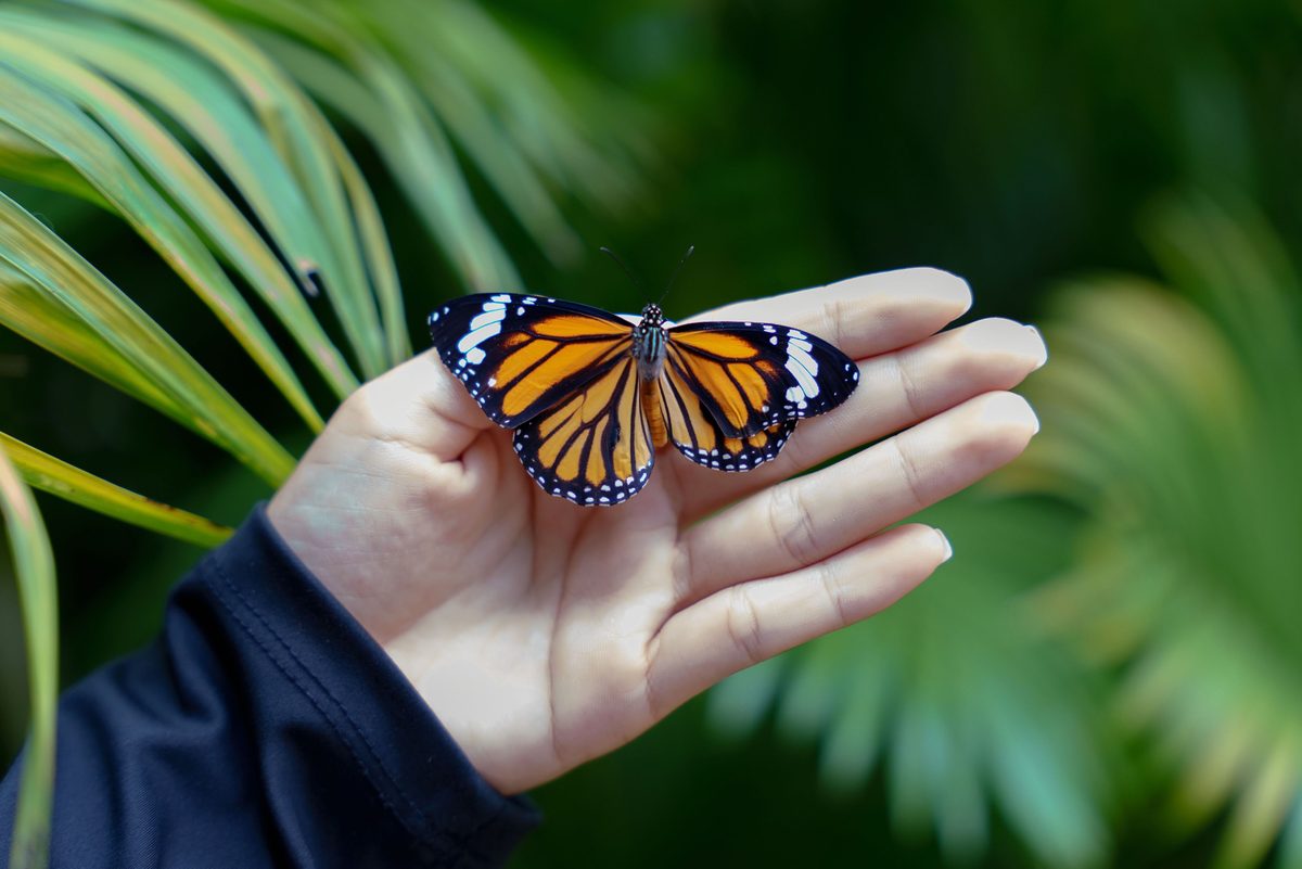 A monarch butterfly resting on an open hand in the Butterfly Conservatory