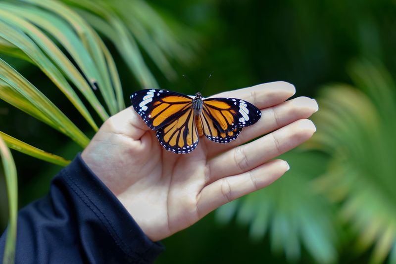 An orange and black butterfly resting on an open palm among the conservatory planting