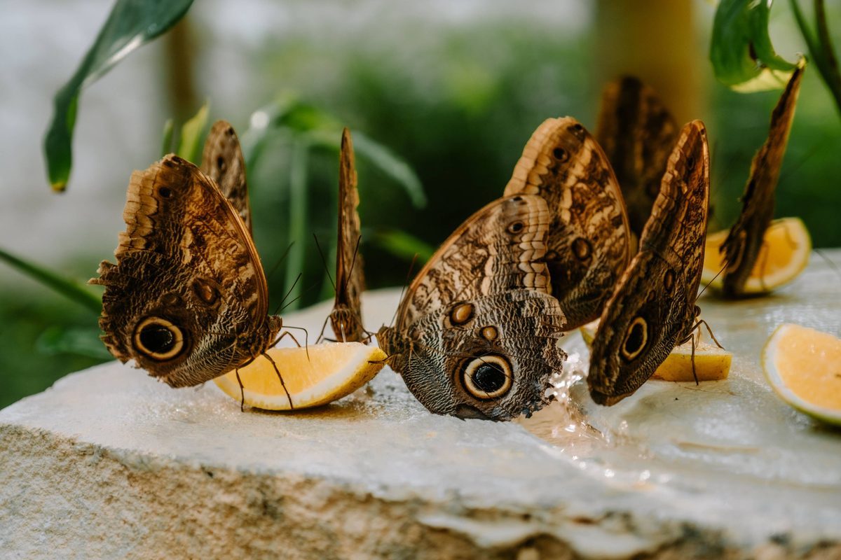 Owl butterflies feeding on fruit inside the Butterfly Conservatory